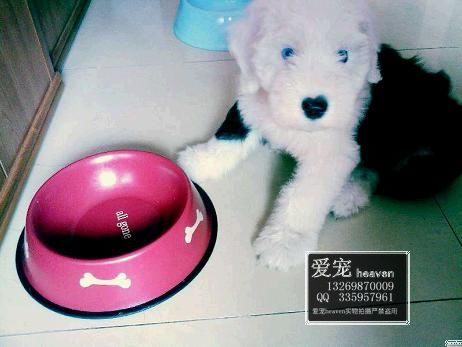 %  �������ۼ�Ʒ��ͷӢ����������Ȯ����-��Ӧ���ﹷ