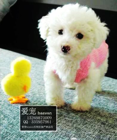 %  ����-�ǳ��ɰ���ë����߹�-��Ӧ���ﹷ