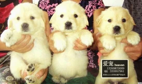 %  Ȯ��ֱ��!!��Ʒ��ë����!!-��Ӧ���ﹷ